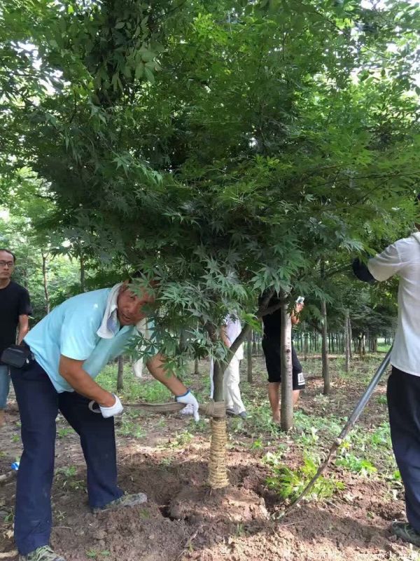 红枫图片基地实拍