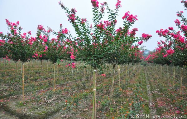 红花紫薇开花图片