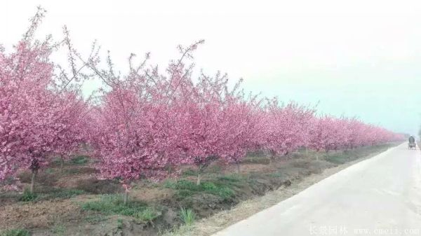 垂丝海棠图片基地实拍