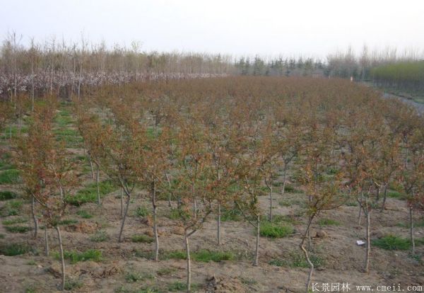 垂丝海棠图片基地实拍