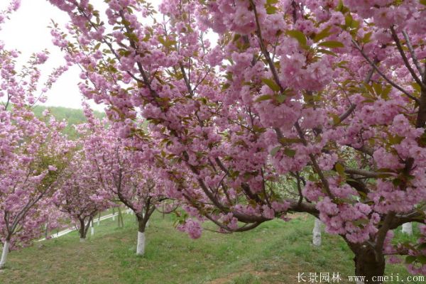 樱花树图片基地实拍