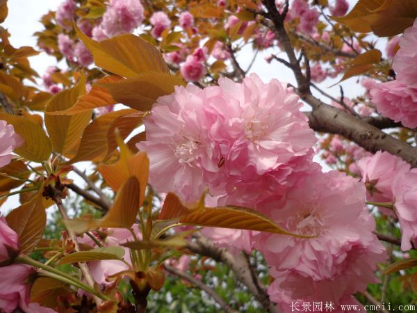 樱花树图片基地实拍