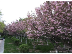 行道树种樱花间距多少米一棵？