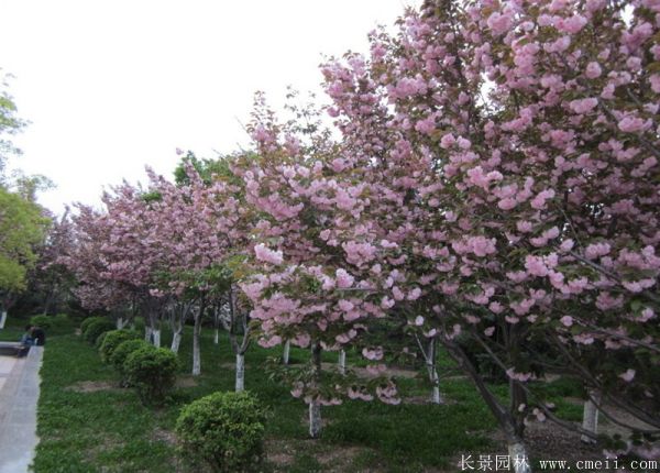 樱花树图片基地实拍