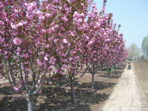 樱花树图片基地实拍