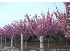 樱花树能在南方种植吗？