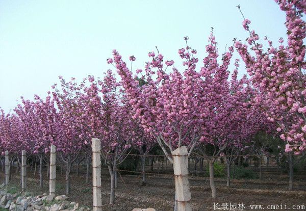 樱花树图片基地实拍