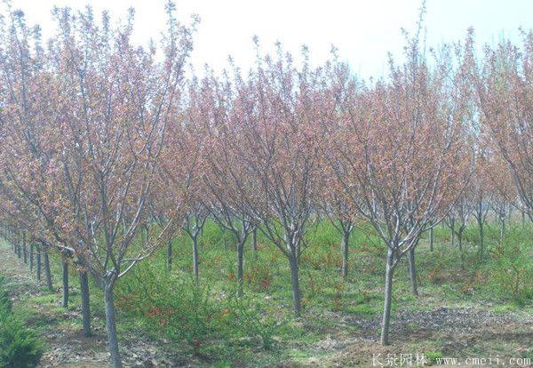 樱花树图片基地实拍 樱花树图片基地实拍