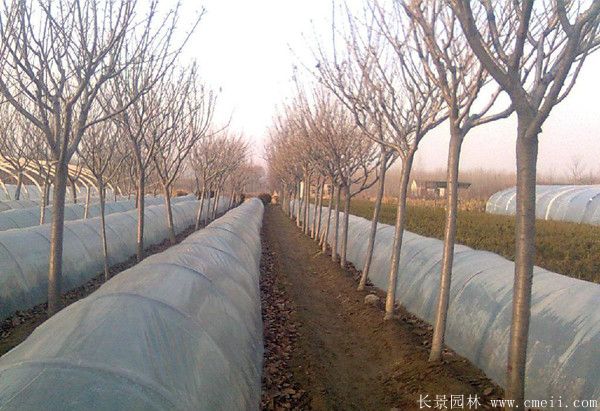 樱花树图片基地实拍 樱花树图片基地实拍