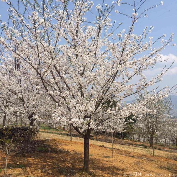 樱花树图片基地实拍