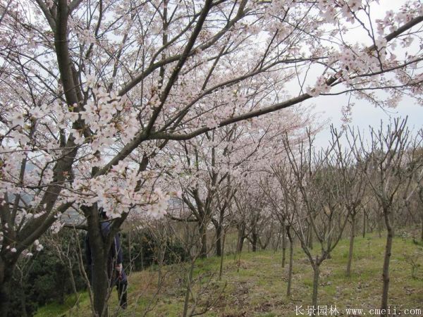 樱花树图片基地实拍