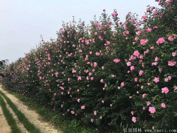 木槿花图片基地实拍