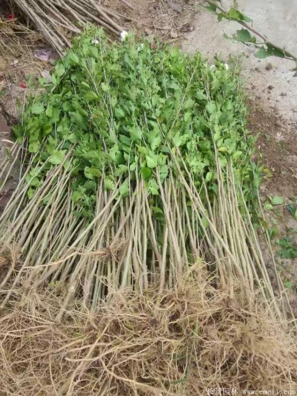 木槿花小苗图片基地实拍