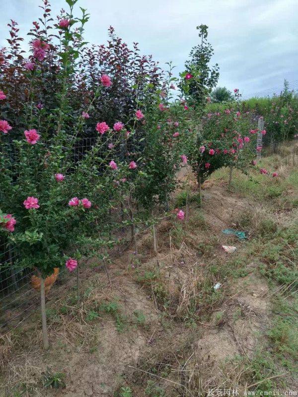 重瓣大花木槿树图片基地实拍