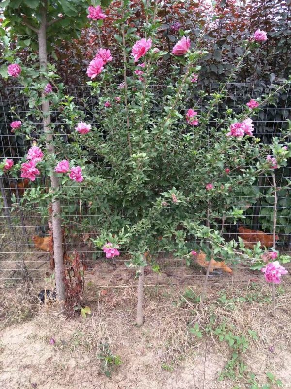 木槿花图片基地实拍