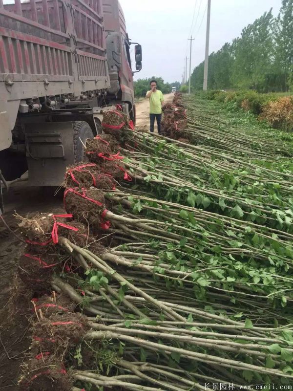 大花木槿小苗图片基地实拍