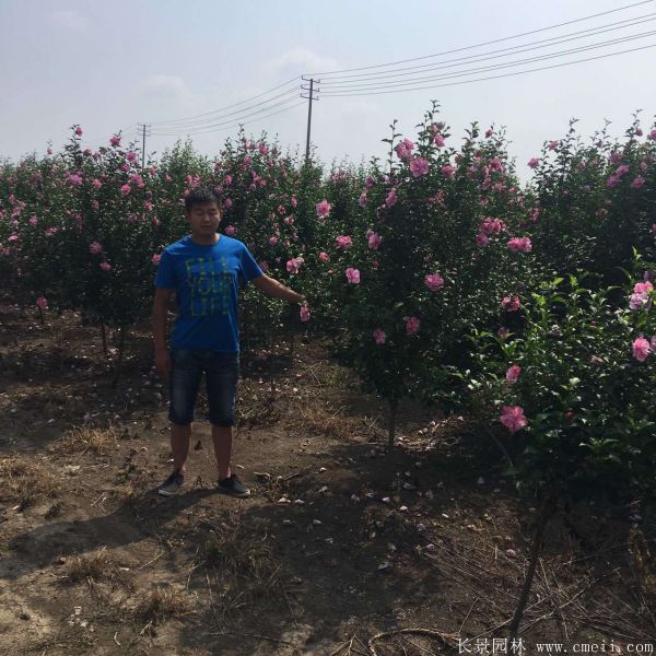 重瓣大花木槿树图片基地实拍