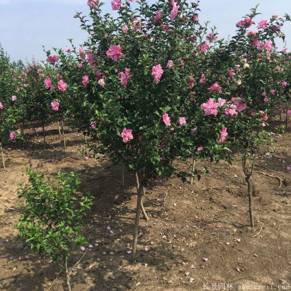 重瓣大花木槿树图片基地实拍