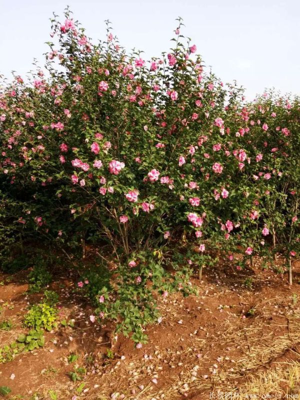 重瓣大花木槿树图片基地实拍