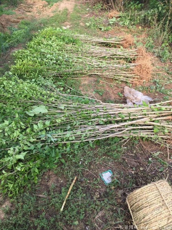 大花木槿小苗图片基地实拍