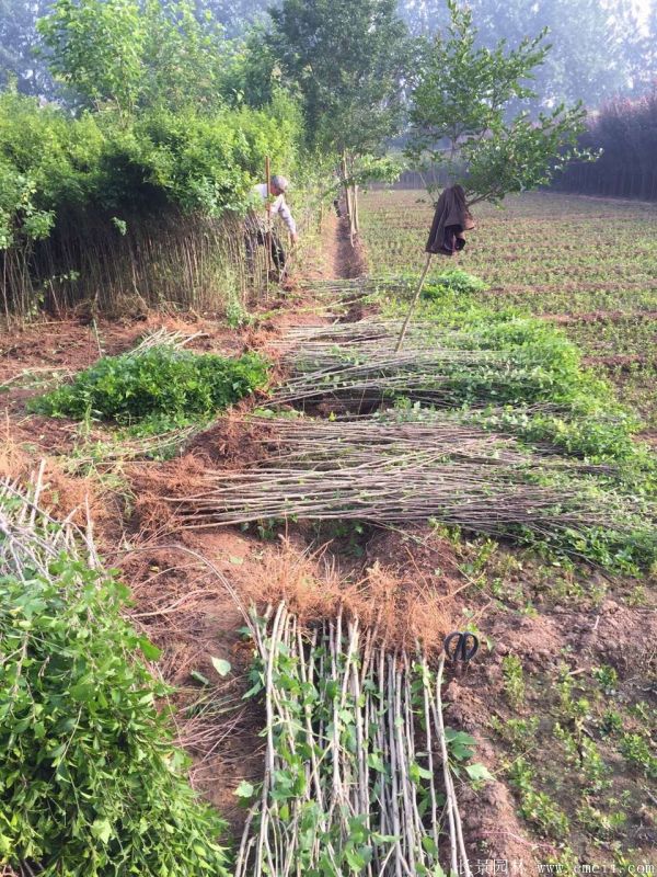 大花木槿小苗图片基地实拍