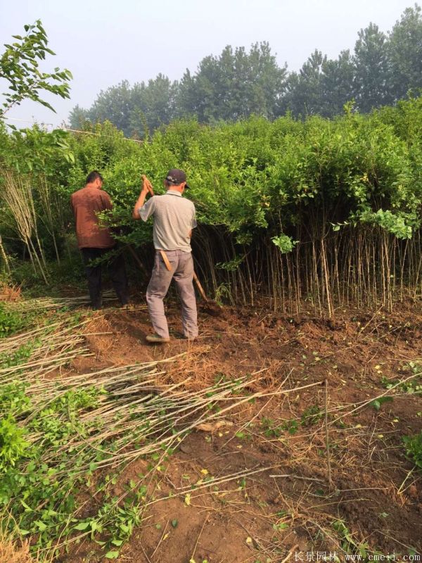 大花木槿小苗图片基地实拍