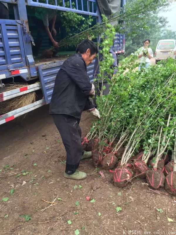 大花木槿小苗图片基地实拍