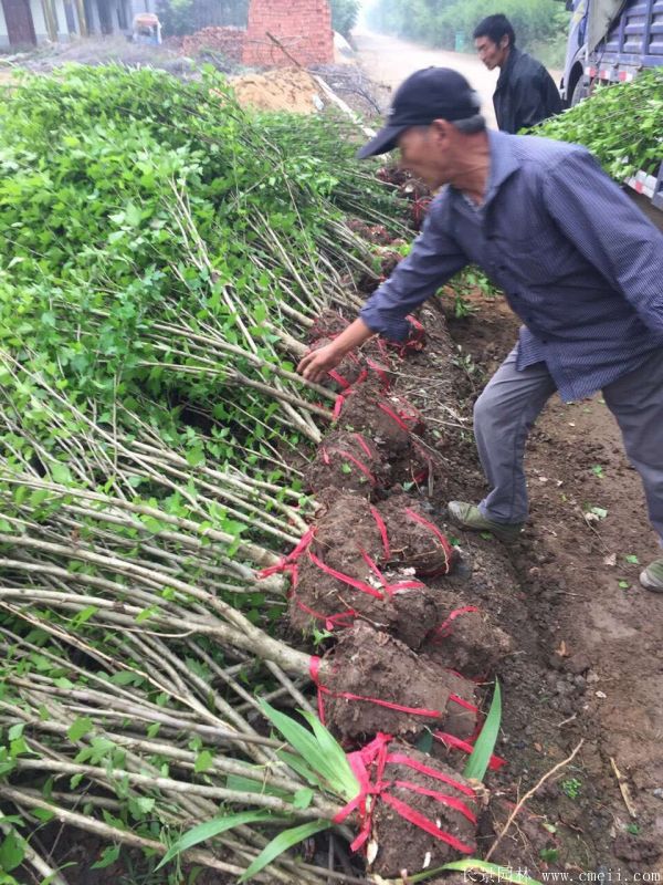 大花木槿小苗图片基地实拍