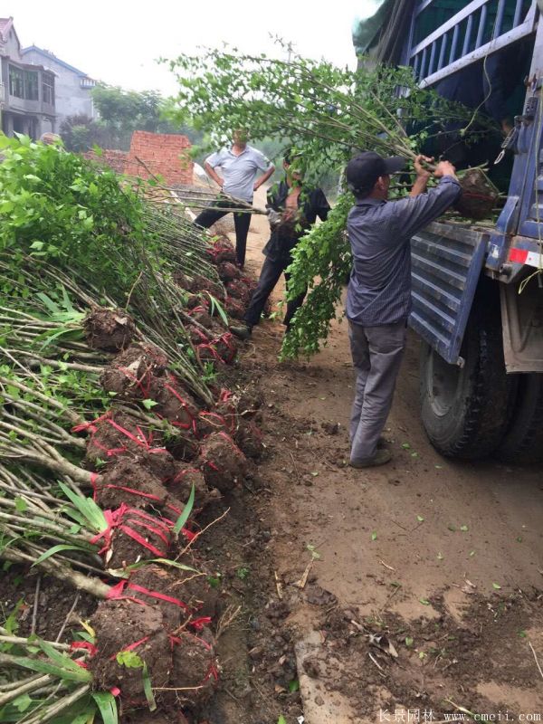 大花木槿小苗图片基地实拍