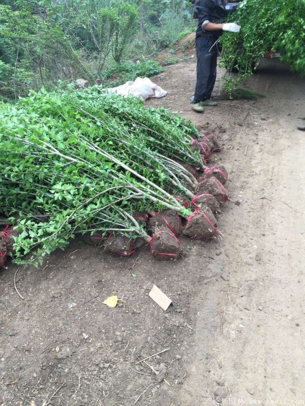 大花木槿小苗图片基地实拍