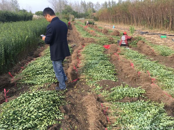 小叶女贞苗图片基地实拍