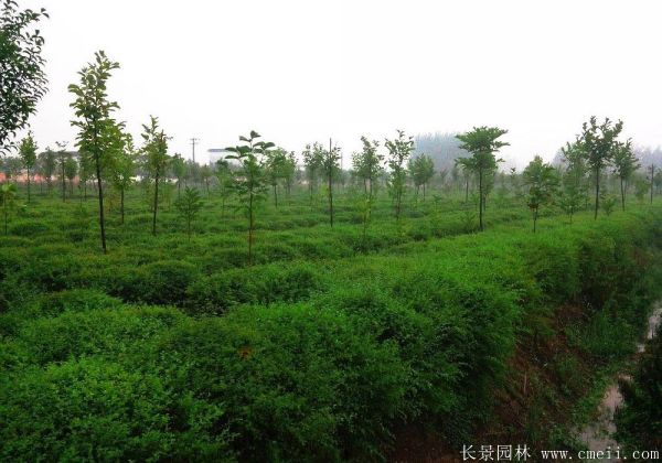 小叶女贞图片基地实拍