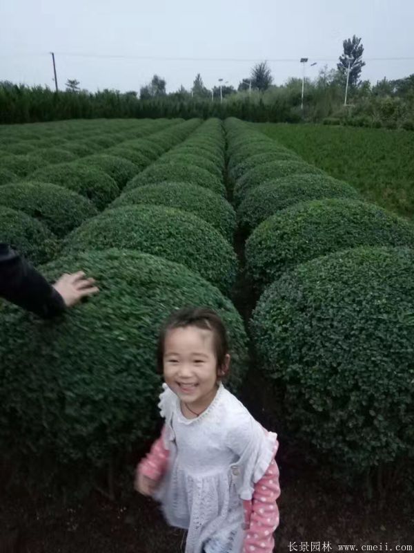 小叶女贞图片基地实拍