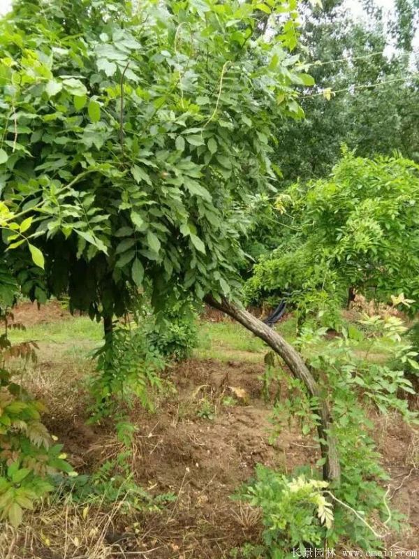 全国最好的紫藤花树苗 只来自华东大型紫藤种植区 行情资讯 江苏沭阳长景园林苗木场