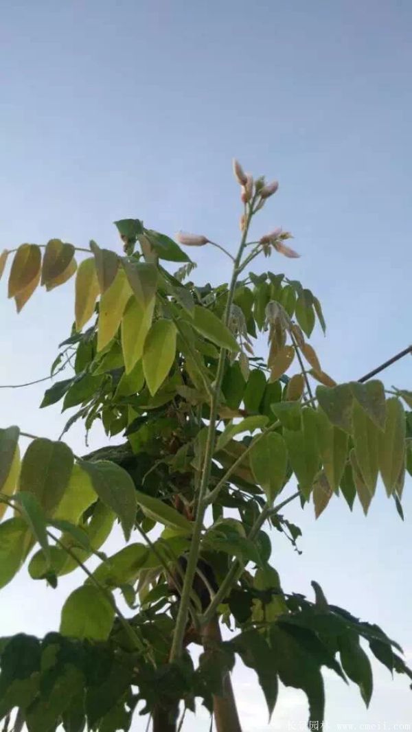全国最好的紫藤花树苗 只来自华东大型紫藤种植区 行情资讯 江苏沭阳长景园林苗木场