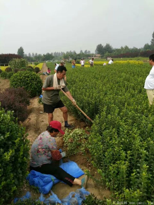 冬青小苗图片基地实拍