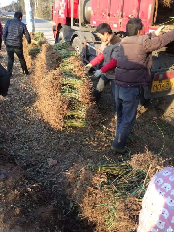 连翘图片基地实拍