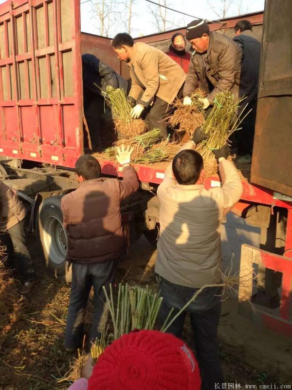 连翘图片基地实拍