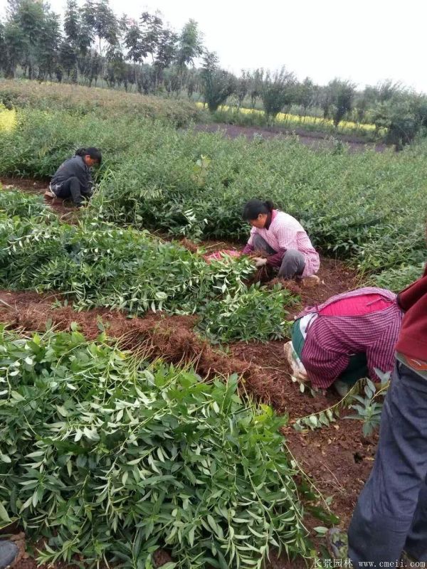 连翘图片基地实拍