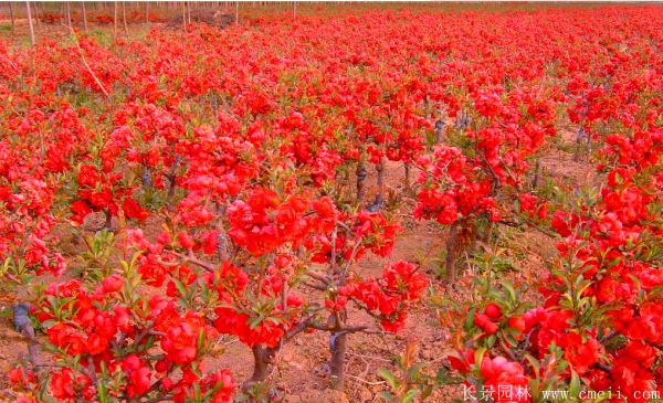 贴梗海棠图片基地实拍