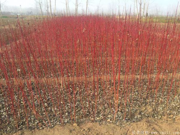 红瑞木图片基地实拍