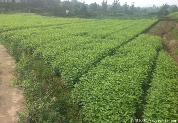 红瑞木图片基地实拍