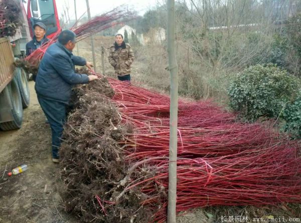 红瑞木图片基地实拍