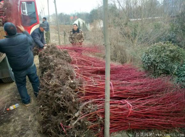 红瑞木图片基地实拍