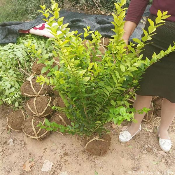 金叶女贞球图片基地实拍