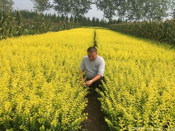 金叶女贞图片基地实拍