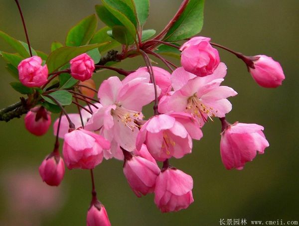 垂丝海棠花图片 垂丝海棠花图片