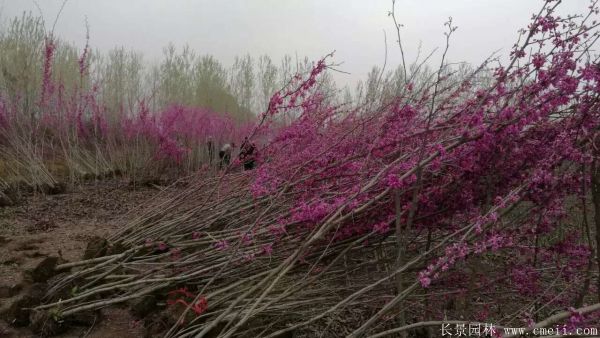 丛生紫荆树图片基地实拍