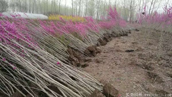 丛生紫荆树图片基地实拍