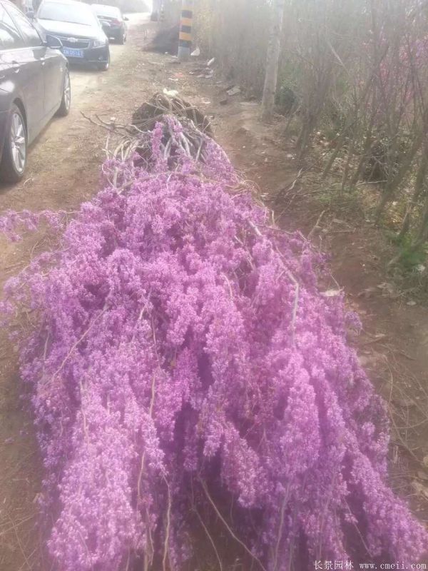 丛生紫荆树图片基地实拍